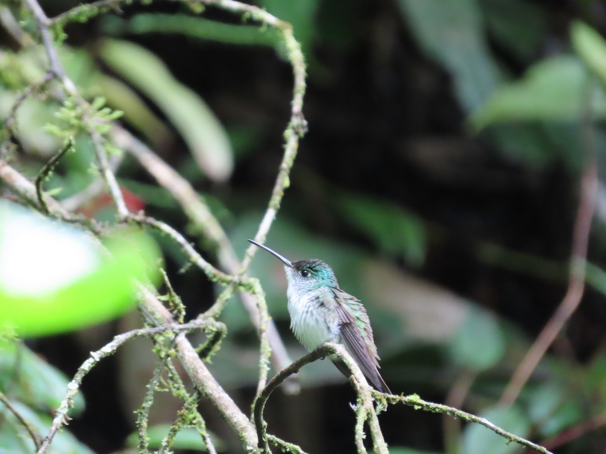 Andean Emerald - ML620569039