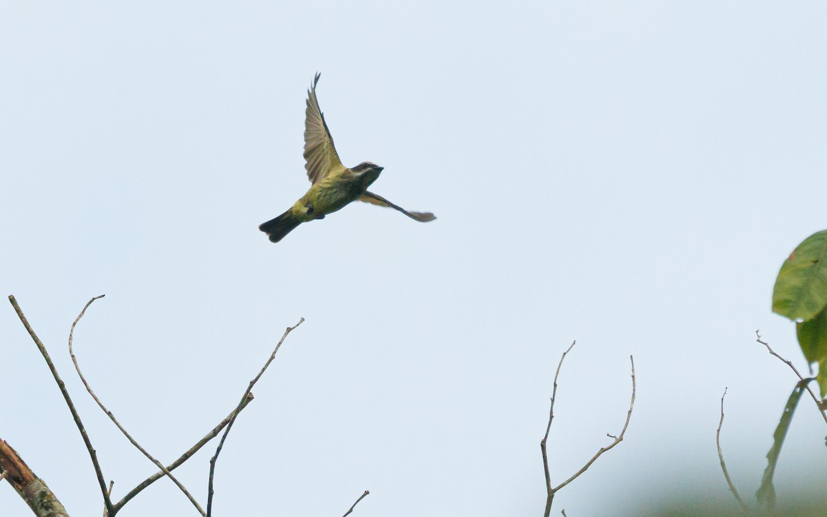 Piratic Flycatcher - ML620569040