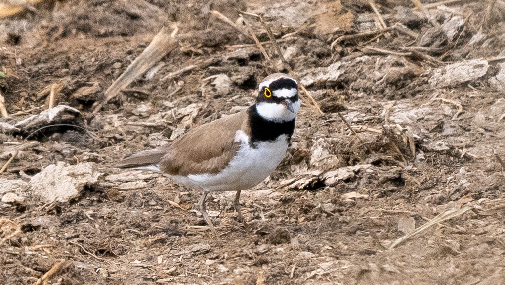 Common Ringed Plover - ML620569053