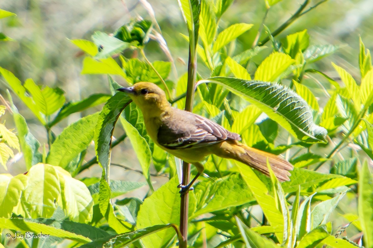 Orchard Oriole - ML620569060