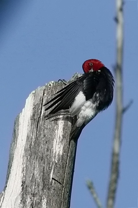 Red-headed Woodpecker - ML620569066