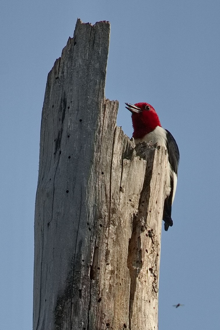 Red-headed Woodpecker - ML620569069