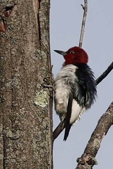 Red-headed Woodpecker - ML620569070