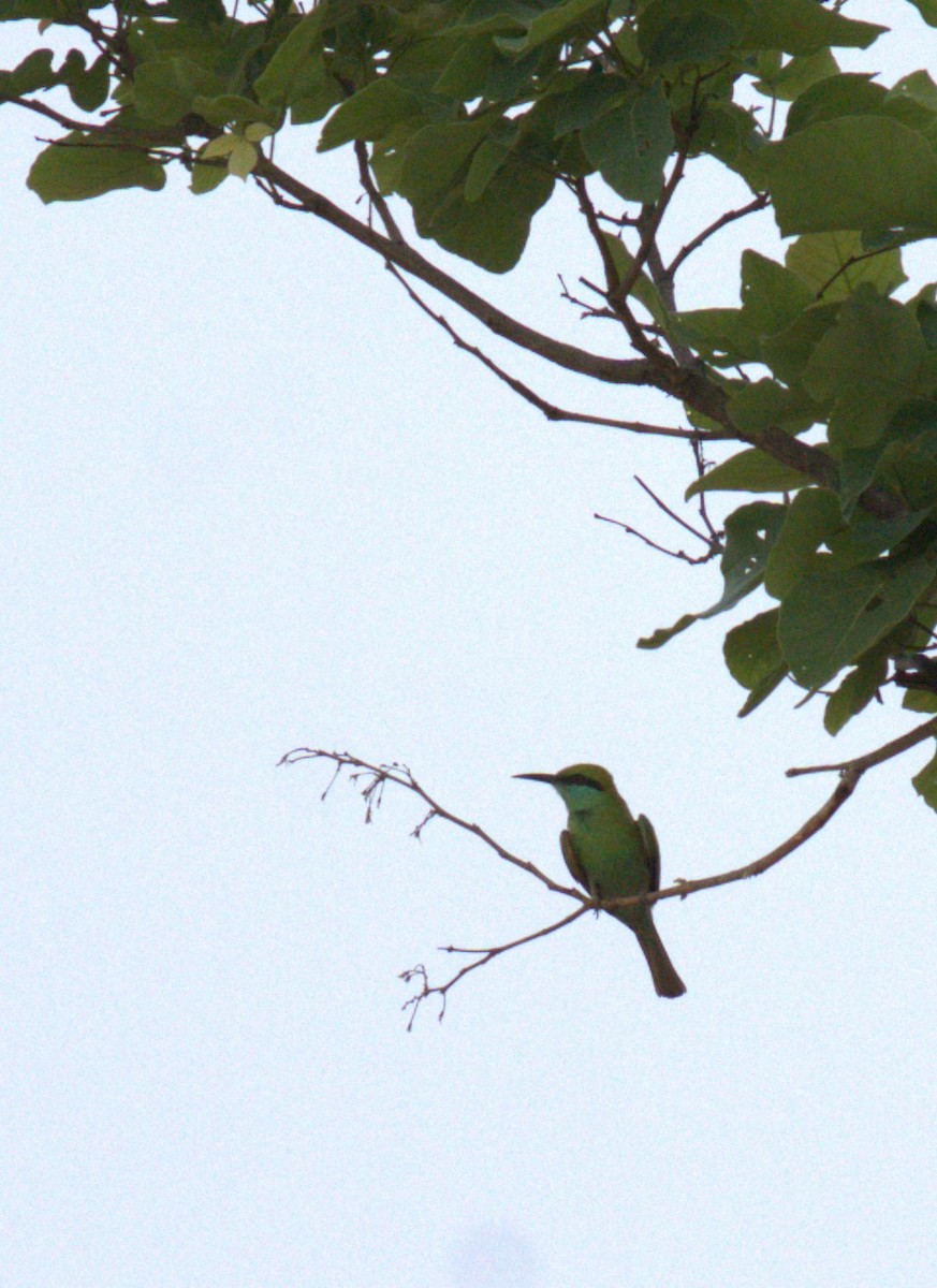 Asian Green Bee-eater - ML620569079