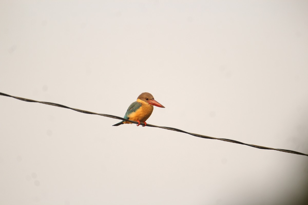 Stork-billed Kingfisher - ML620569082