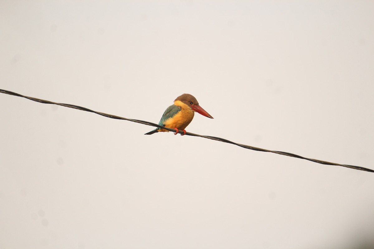 Stork-billed Kingfisher - ML620569083