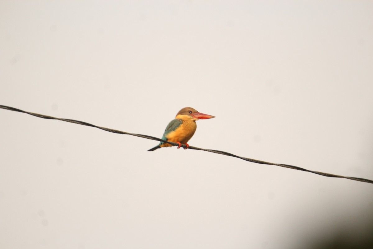 Stork-billed Kingfisher - Karthick VS