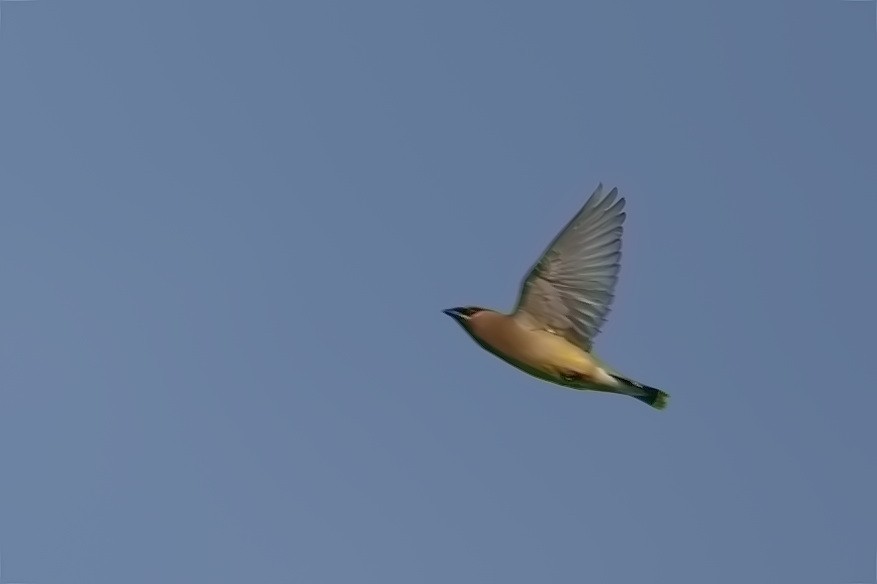 Cedar Waxwing - ML620569091