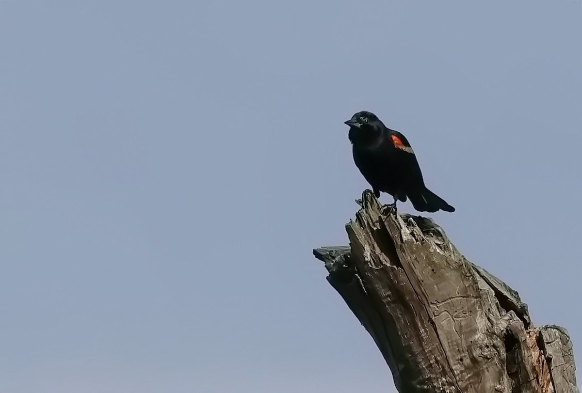 Red-winged Blackbird - ML620569094