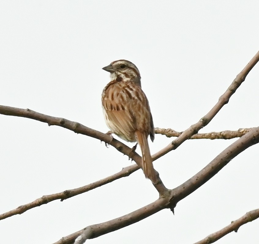 Song Sparrow - ML620569095