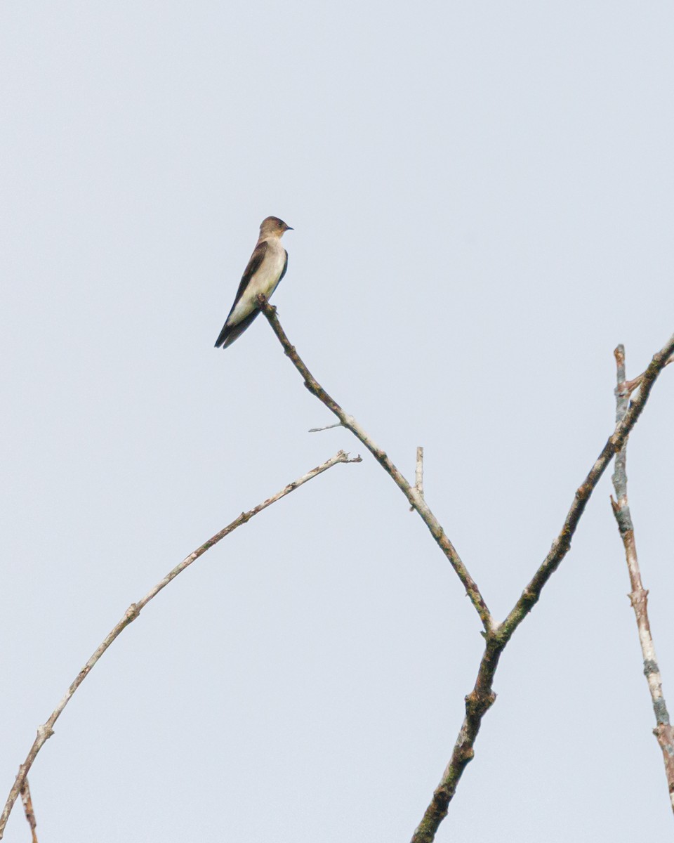 Southern Rough-winged Swallow - ML620569096