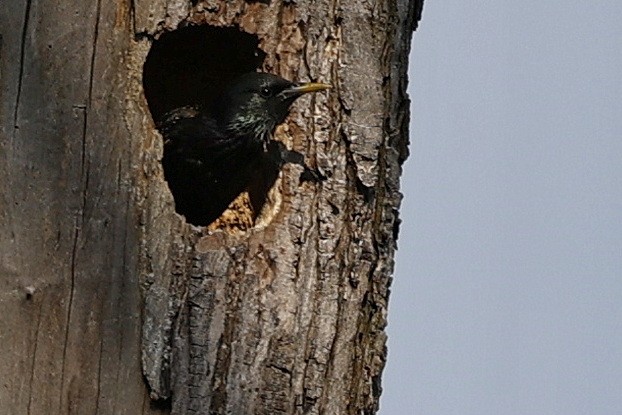 European Starling - ML620569098