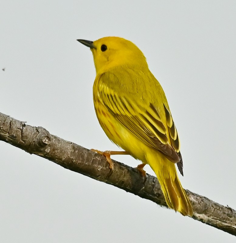 Yellow Warbler - ML620569099