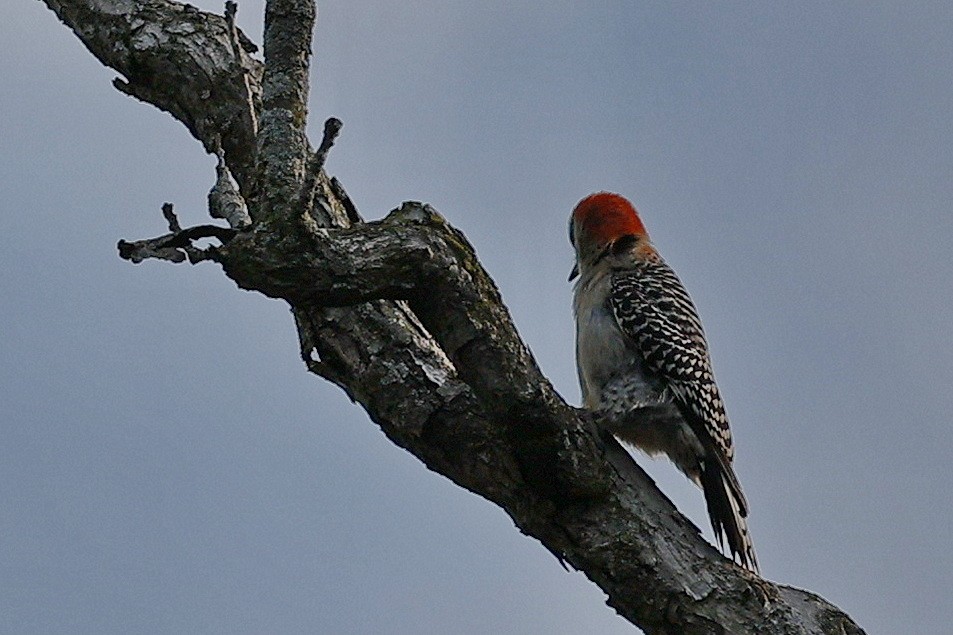Red-bellied Woodpecker - ML620569104