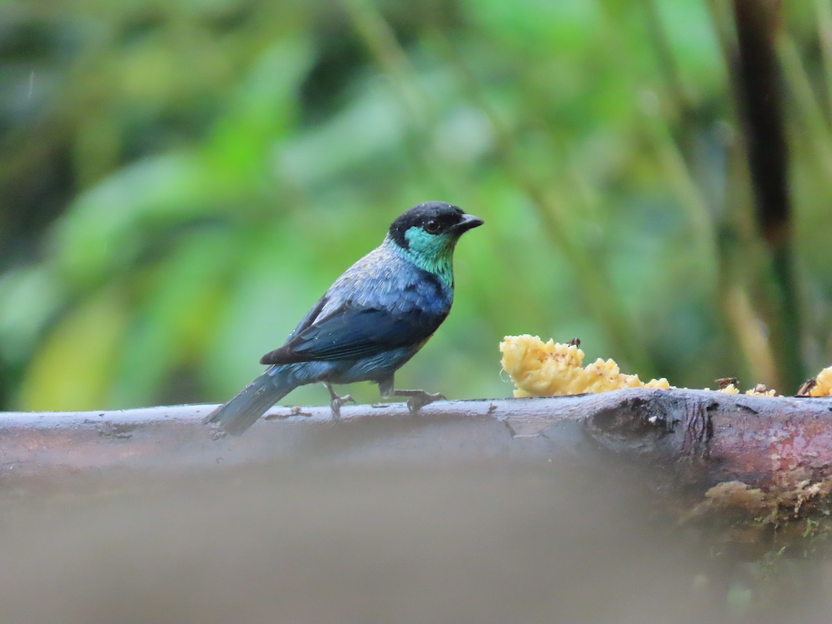 Black-capped Tanager - ML620569114