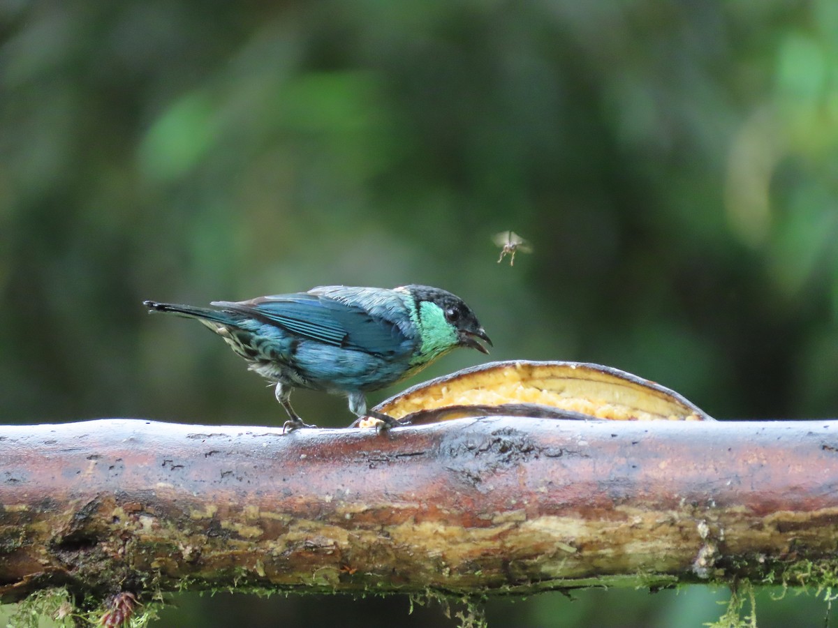 Black-capped Tanager - ML620569116