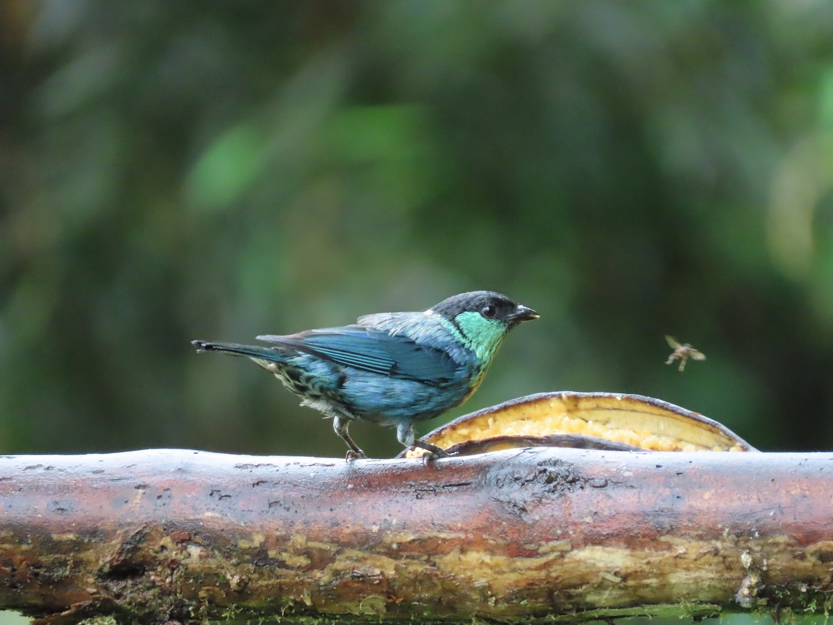 Black-capped Tanager - ML620569117