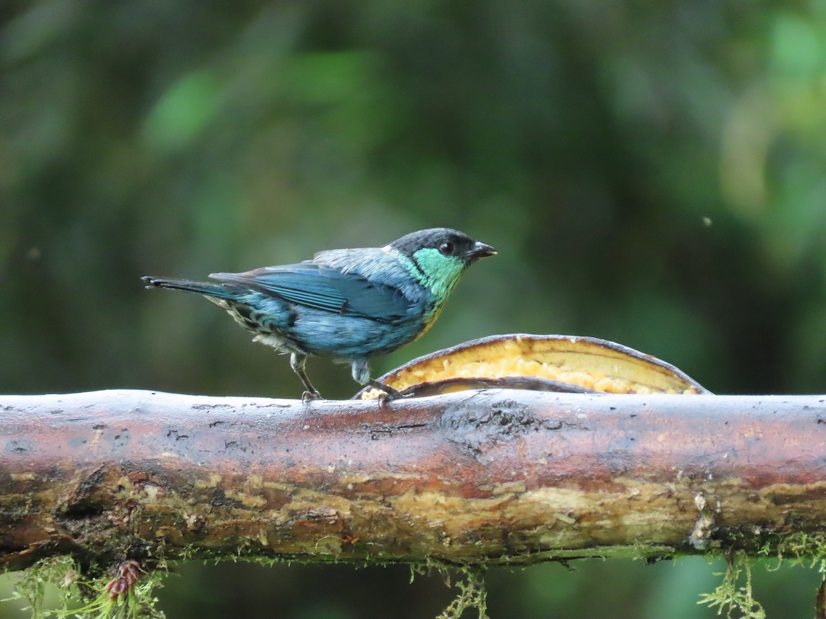Black-capped Tanager - ML620569118