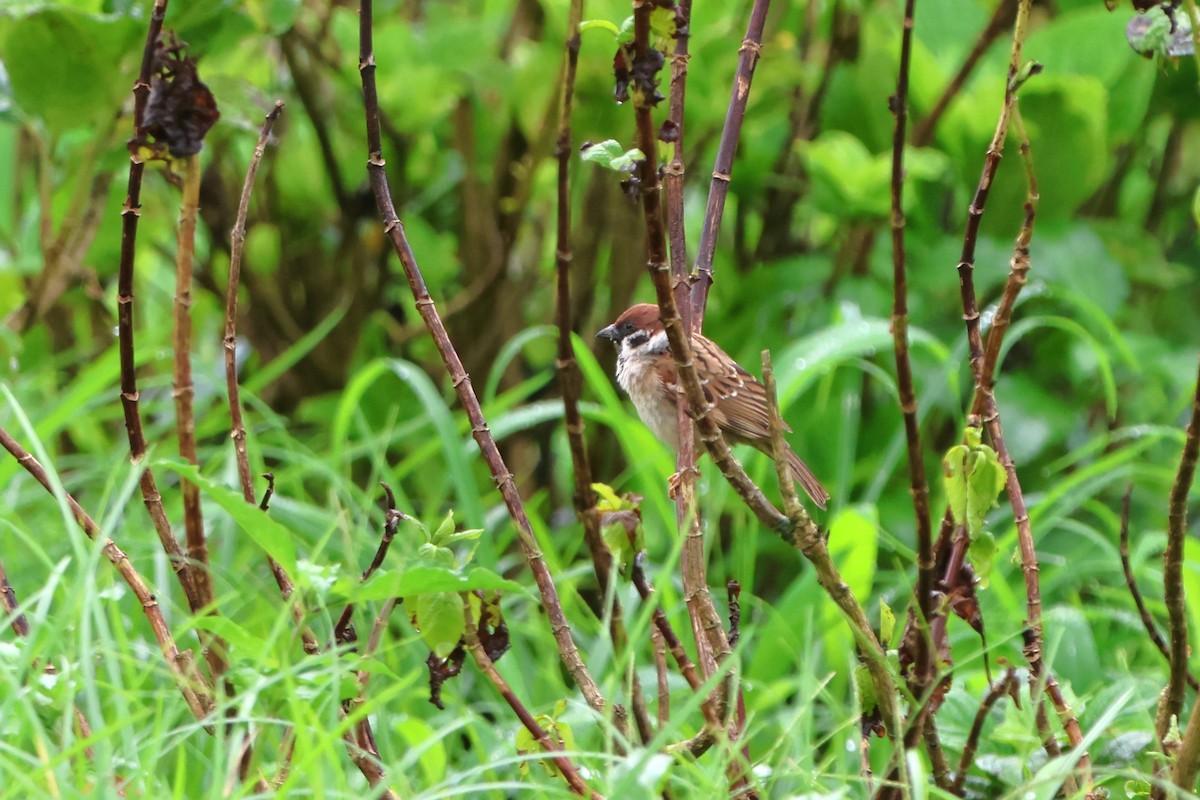Eurasian Tree Sparrow - ML620569134
