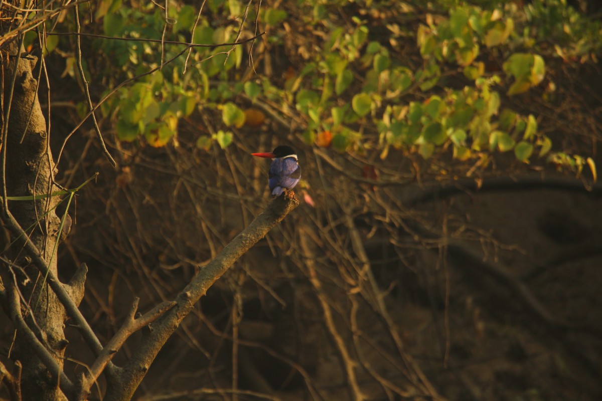 Black-capped Kingfisher - ML620569137