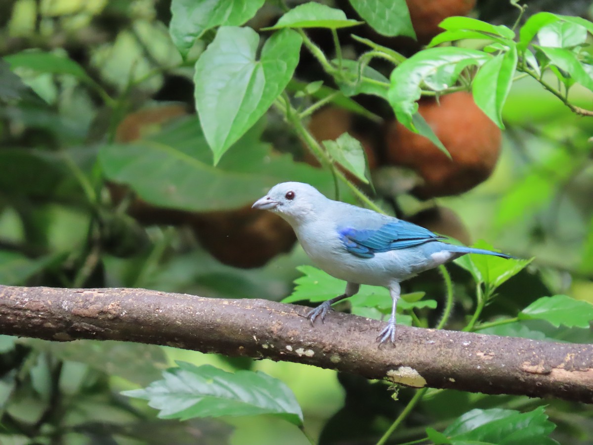 Blue-gray Tanager - ML620569150