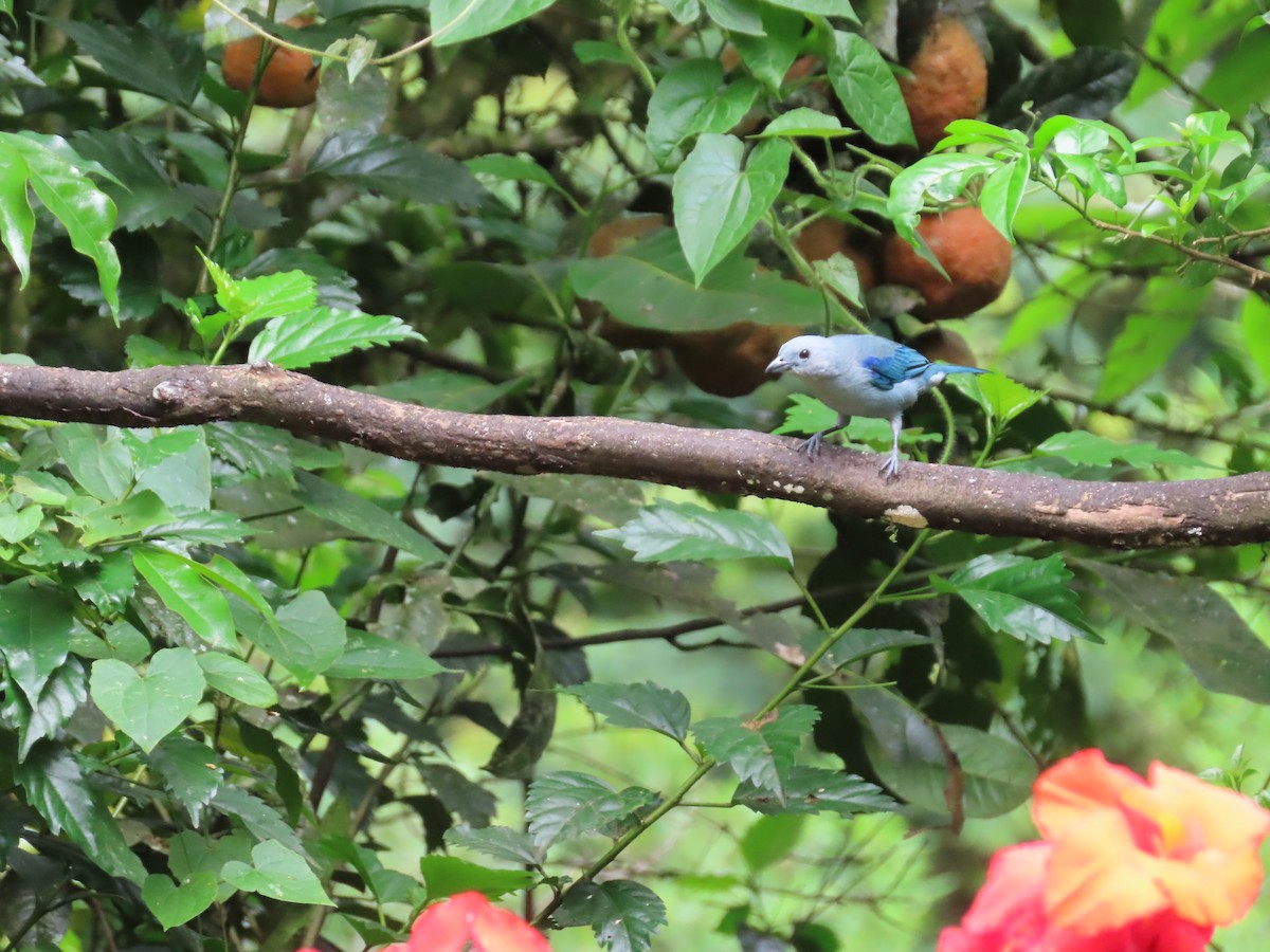 Blue-gray Tanager - ML620569151