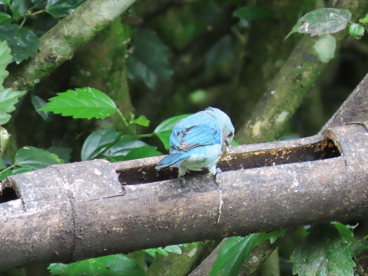 Blue-gray Tanager - ML620569152