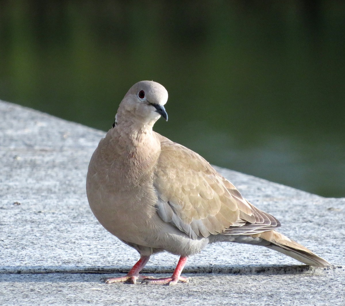 Eurasian Collared-Dove - ML620569156