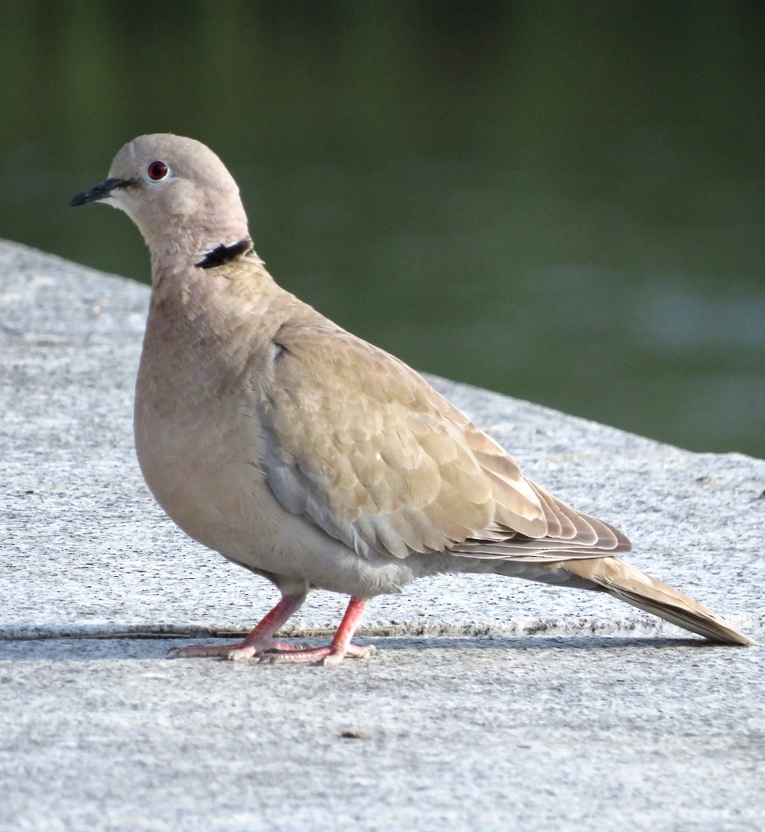 Eurasian Collared-Dove - ML620569157