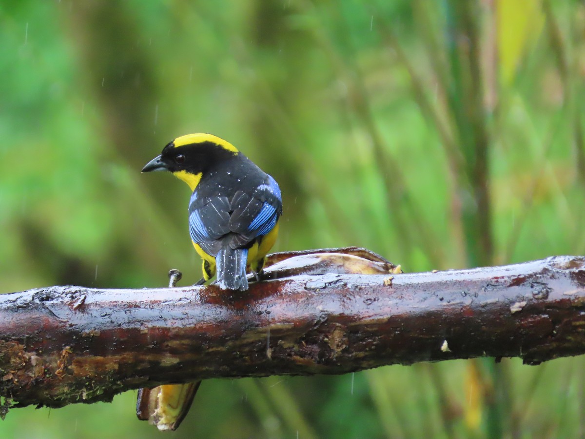 Blue-winged Mountain Tanager - ML620569162
