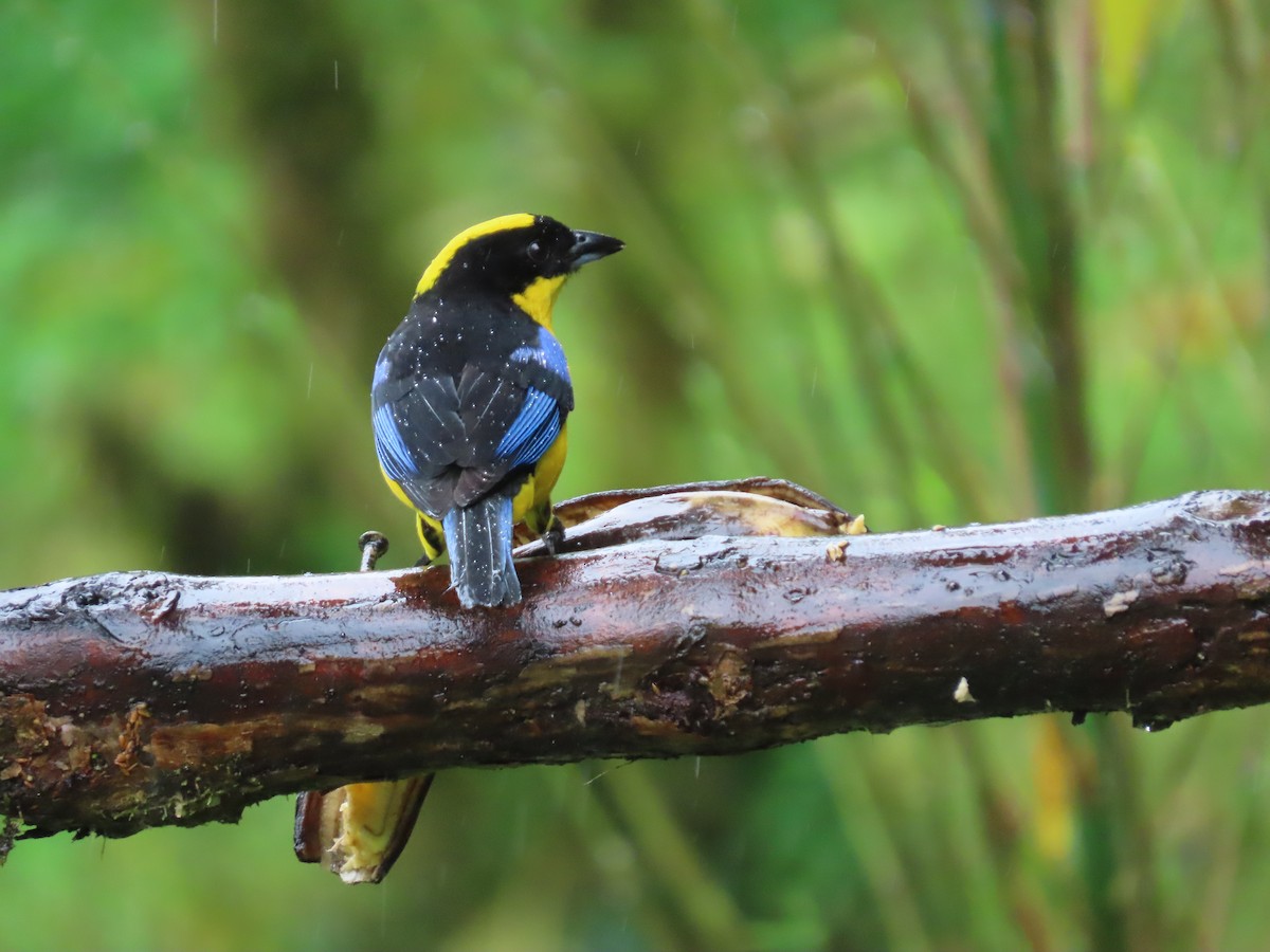 Blue-winged Mountain Tanager - ML620569163