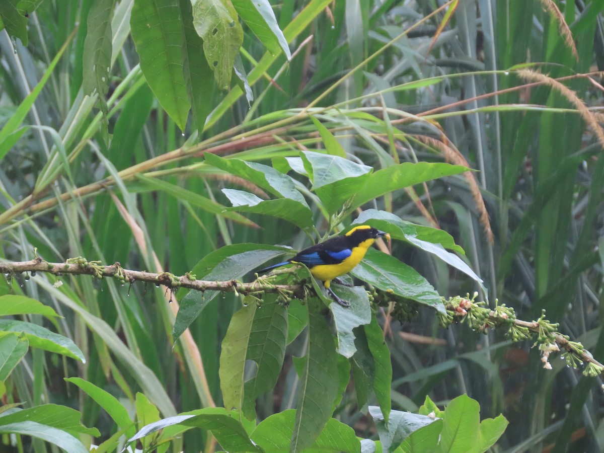Blue-winged Mountain Tanager - ML620569164