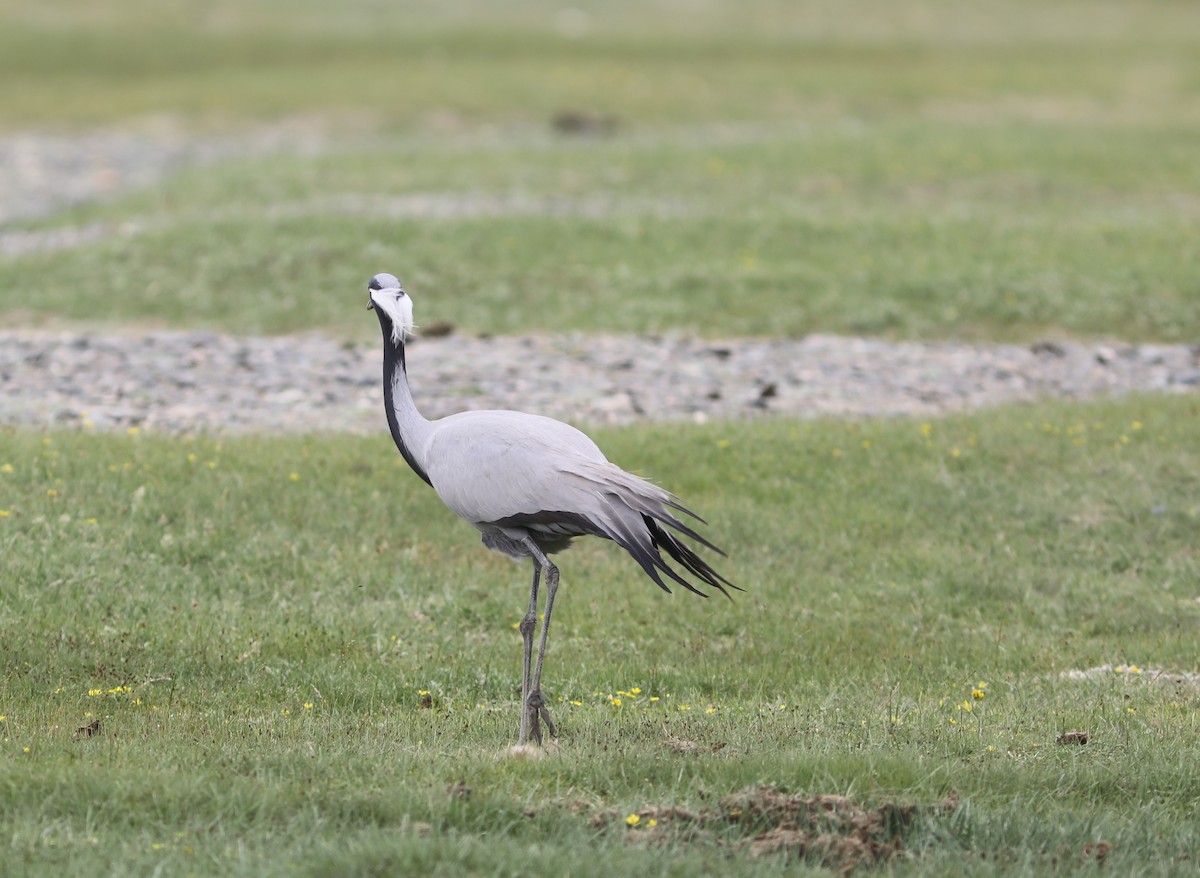 Demoiselle Crane - Rohan van Twest