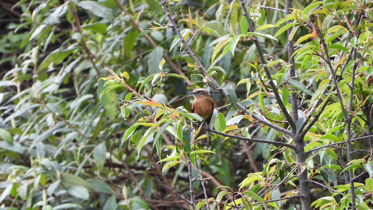 Plain-colored Seedeater - Bruno Caula