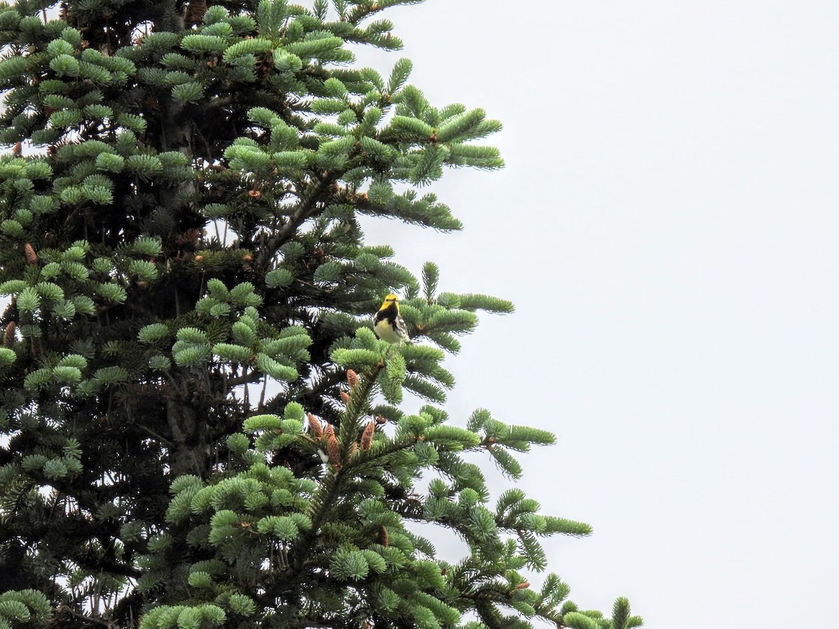 Black-throated Green Warbler - ML620569203