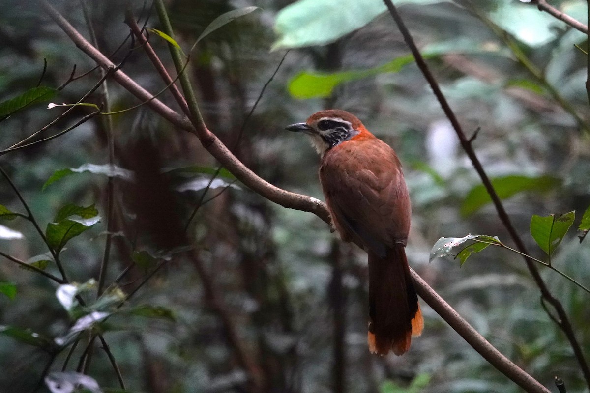 Greater Necklaced Laughingthrush - ML620569218