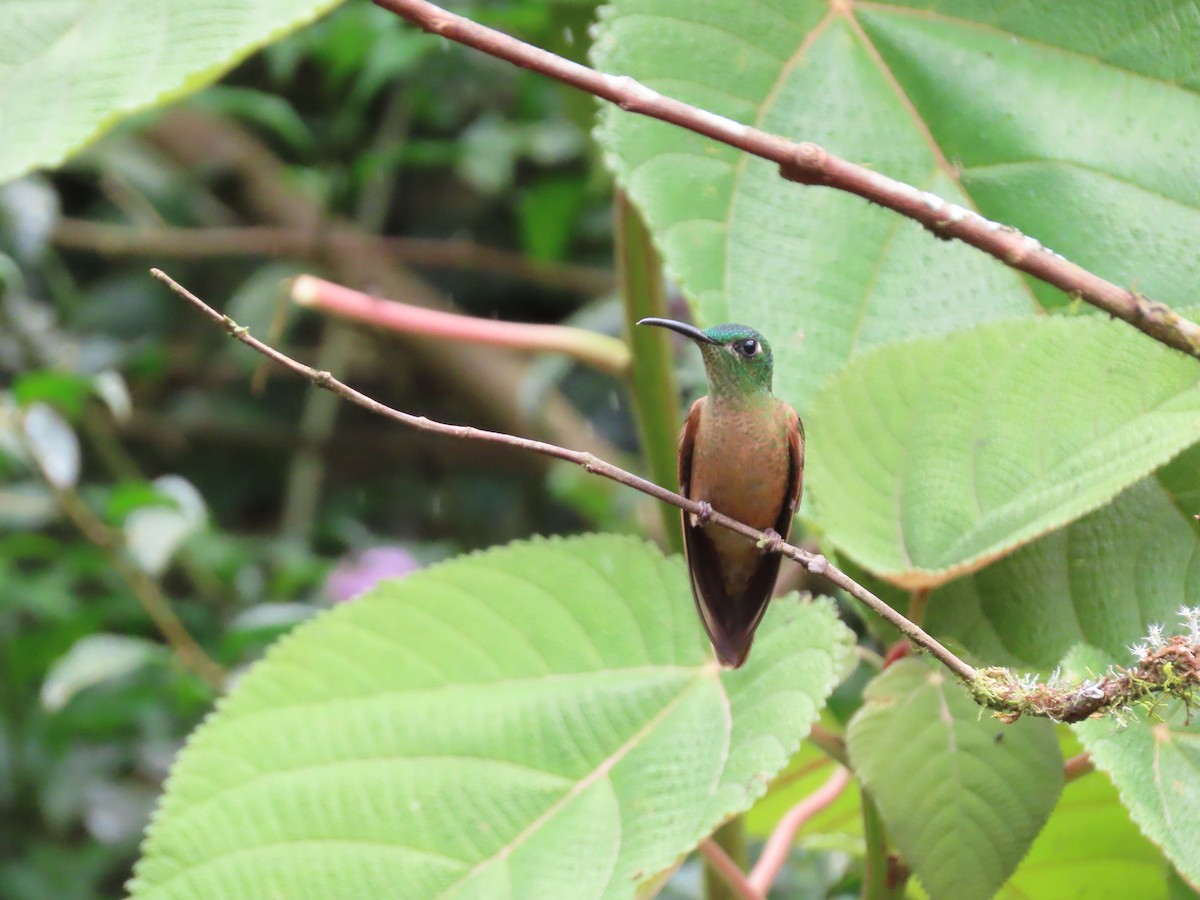 kolibřík hnědobřichý - ML620569242