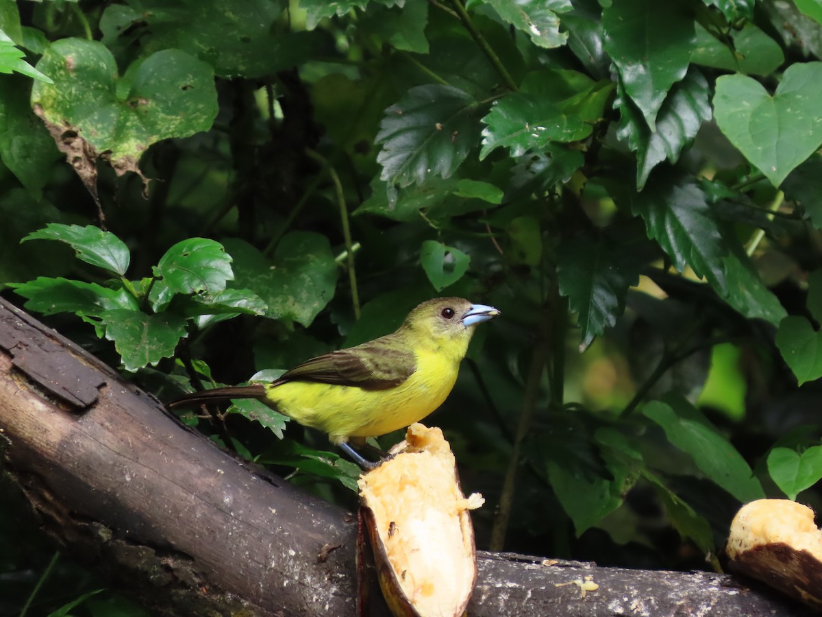 Flame-rumped Tanager (Lemon-rumped) - ML620569254