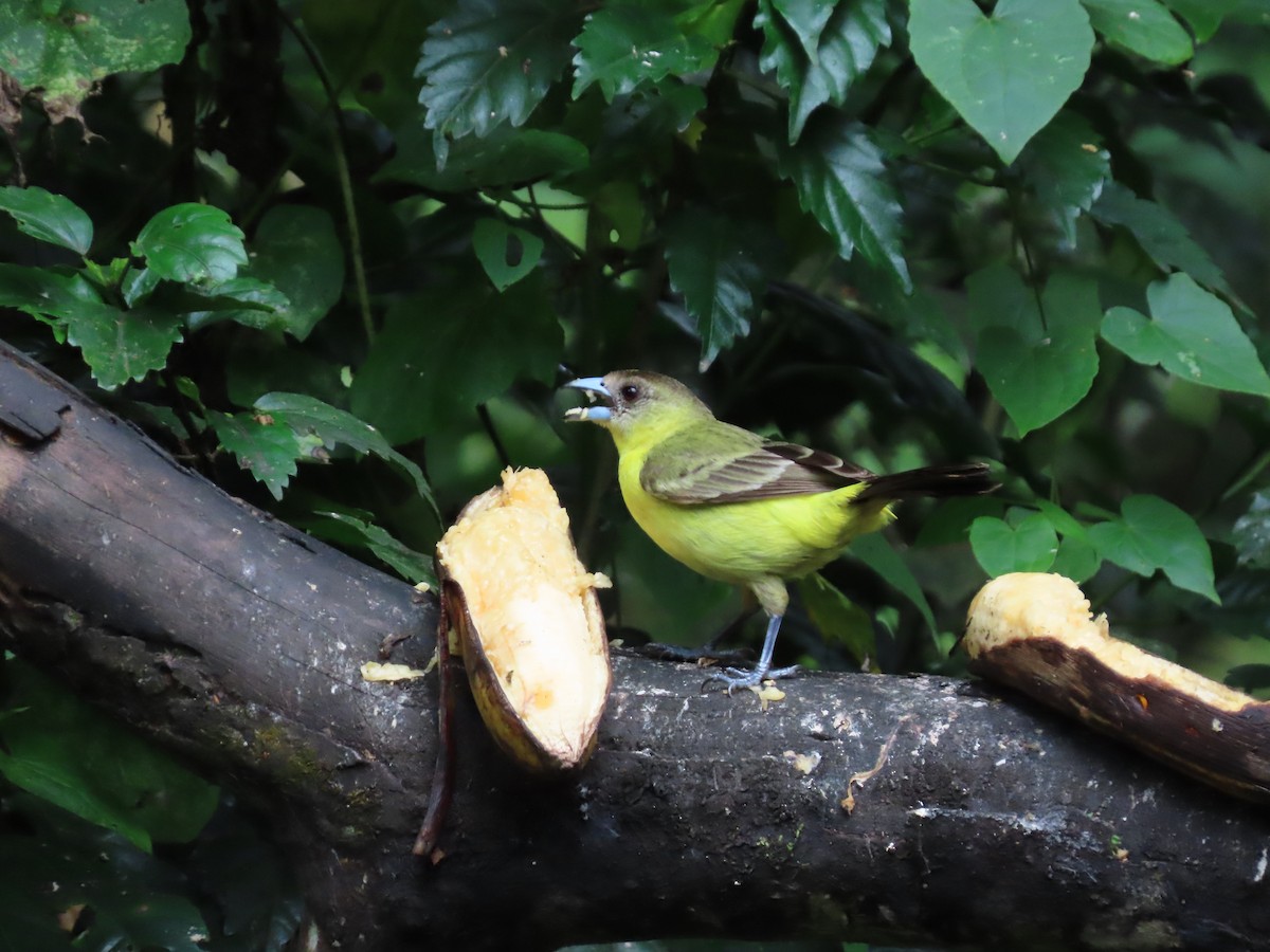 Flame-rumped Tanager (Lemon-rumped) - ML620569255