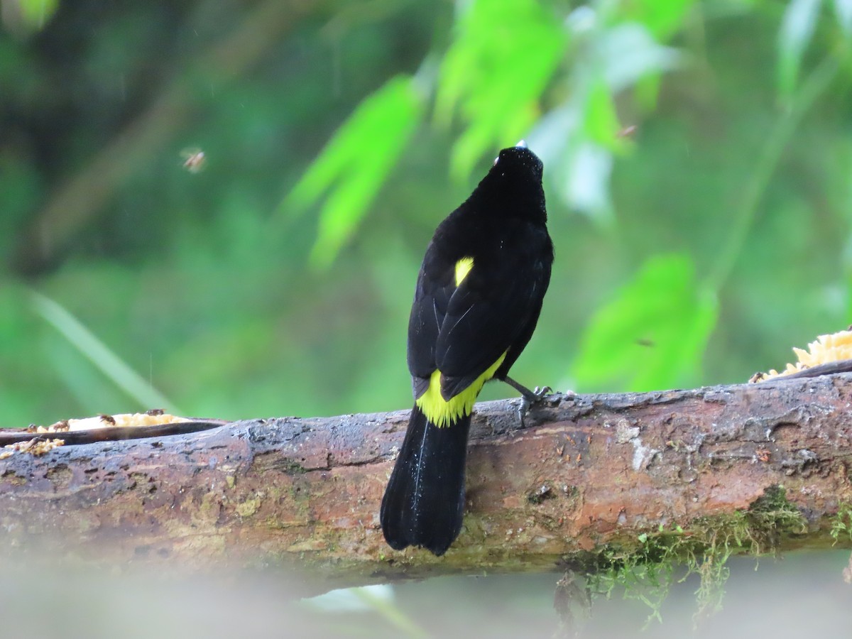 Flame-rumped Tanager (Lemon-rumped) - ML620569256