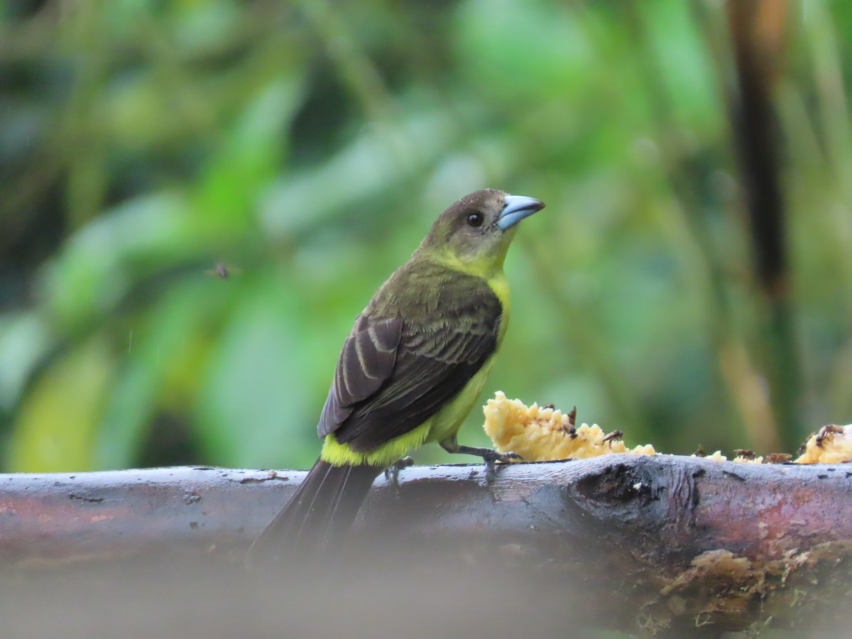 Flame-rumped Tanager (Lemon-rumped) - ML620569258