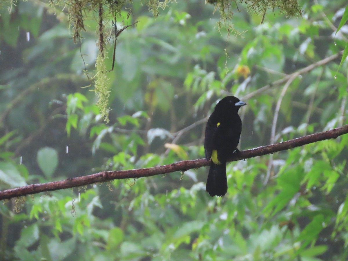Flame-rumped Tanager (Lemon-rumped) - ML620569260