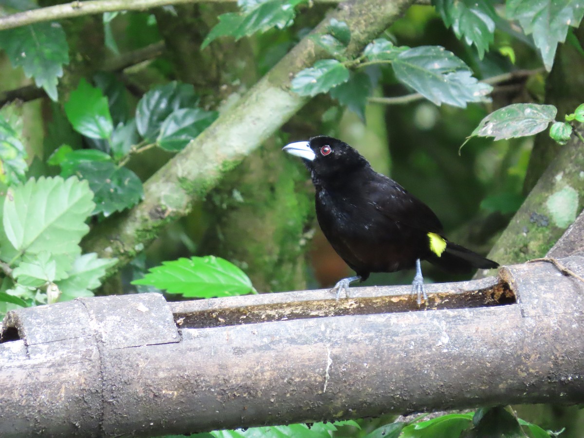 Flame-rumped Tanager (Lemon-rumped) - ML620569261