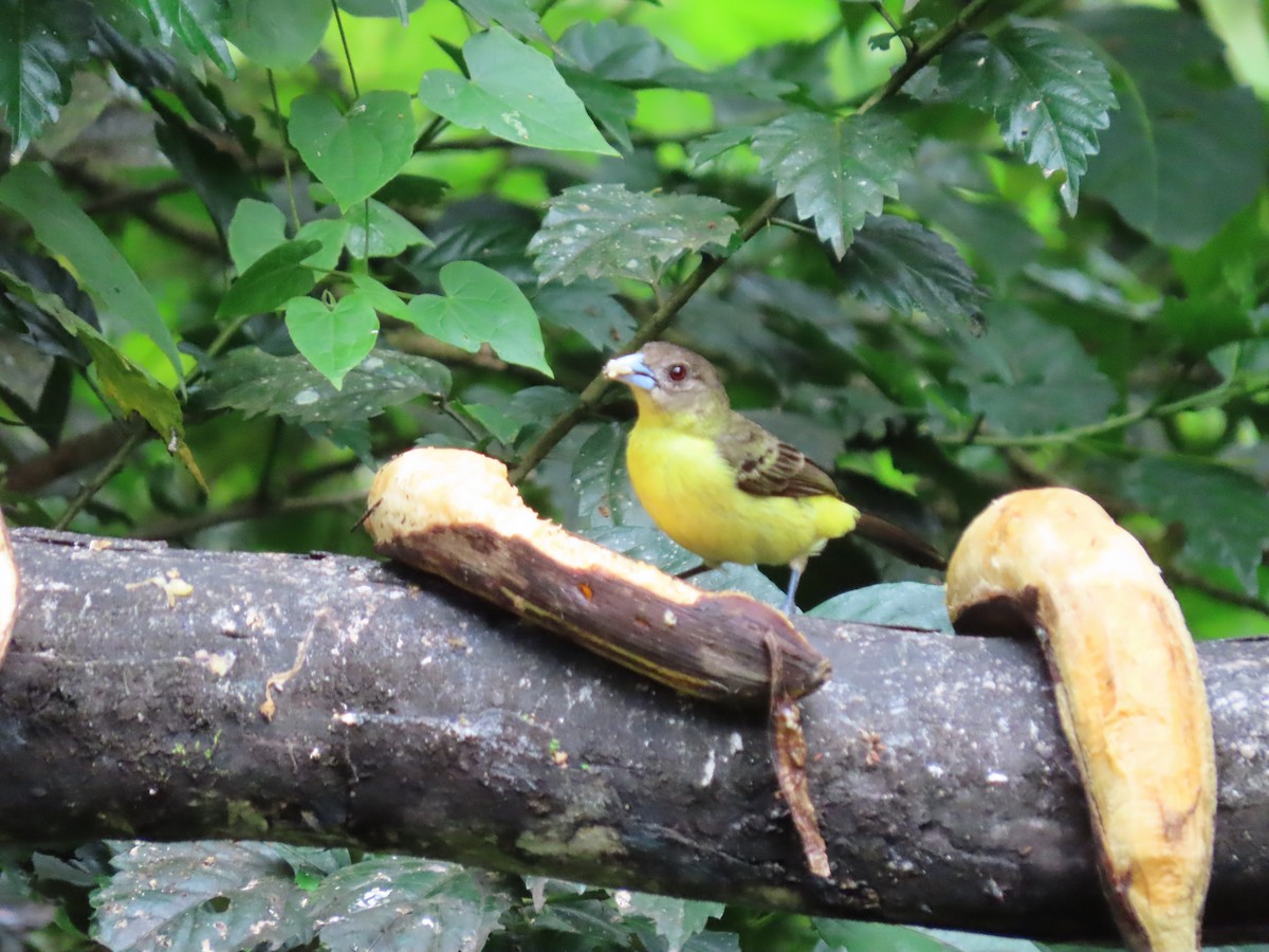 Flame-rumped Tanager (Lemon-rumped) - ML620569262