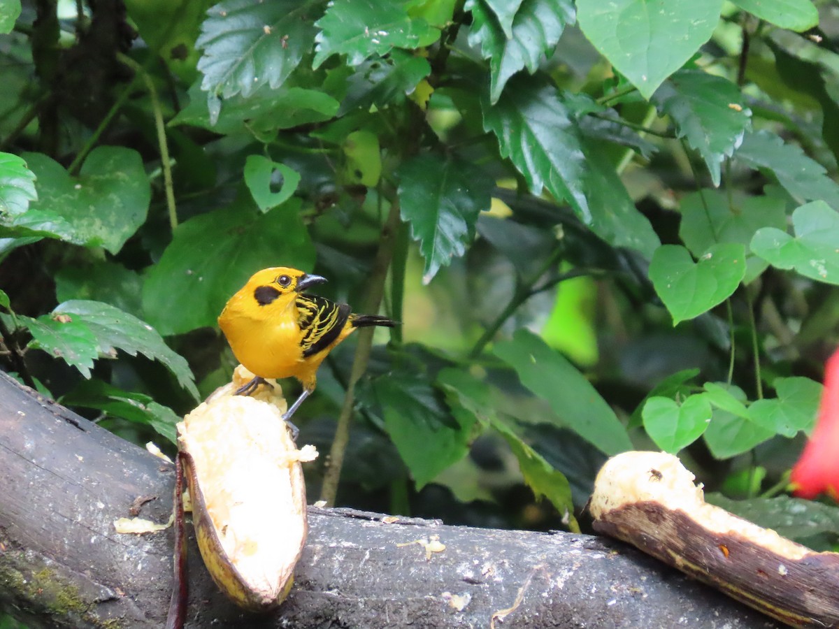 Golden Tanager - ML620569271