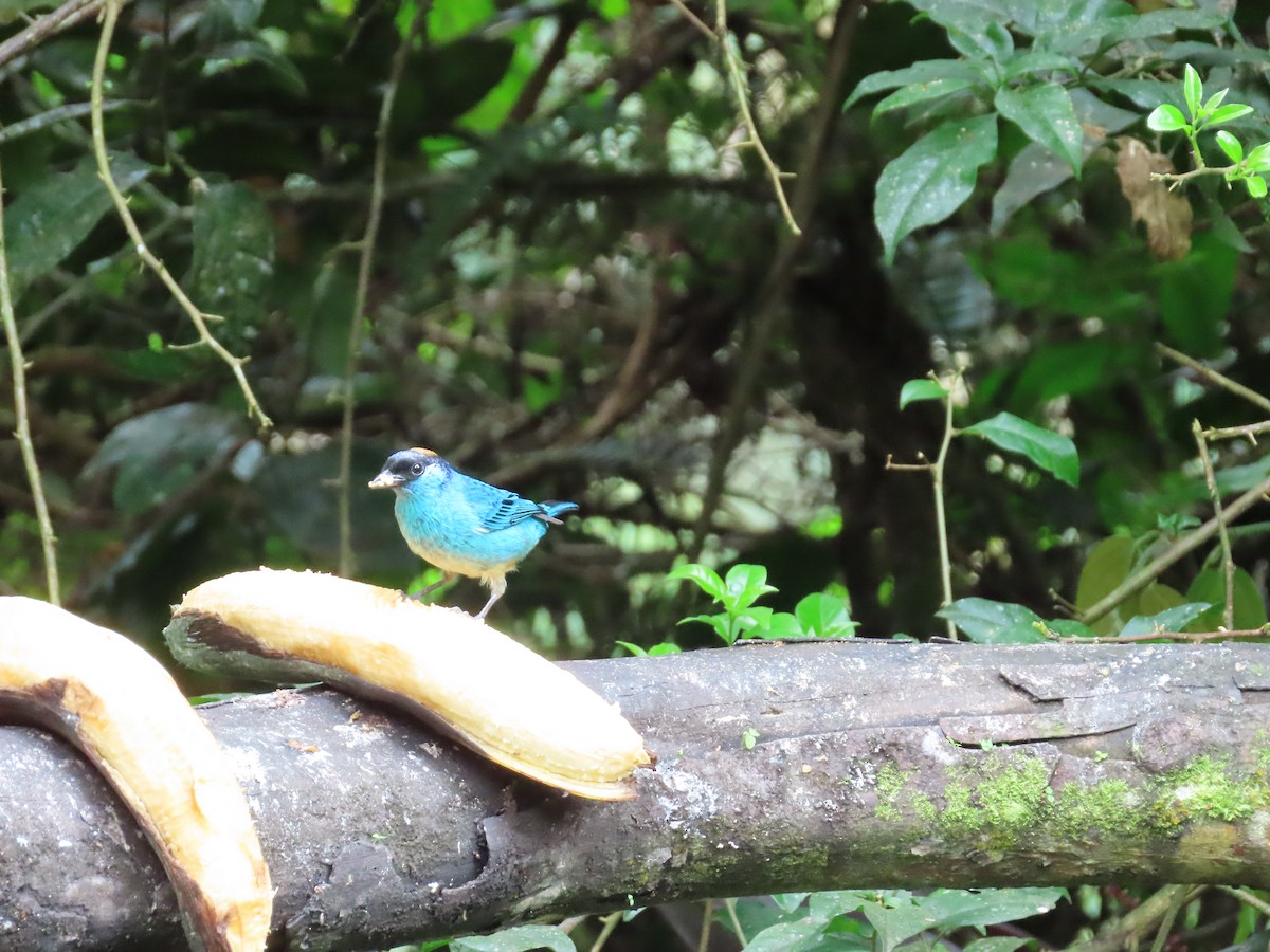 Golden-naped Tanager - ML620569273