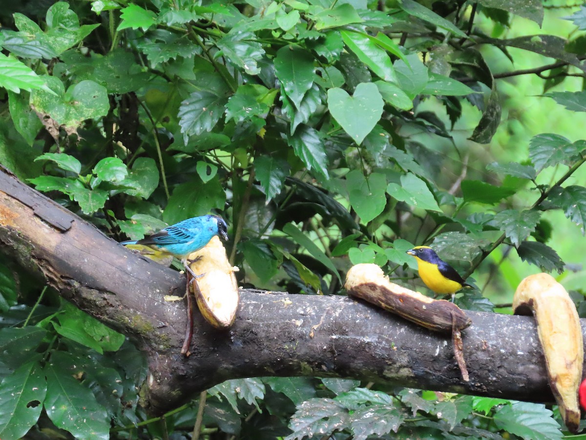 Golden-naped Tanager - ML620569274