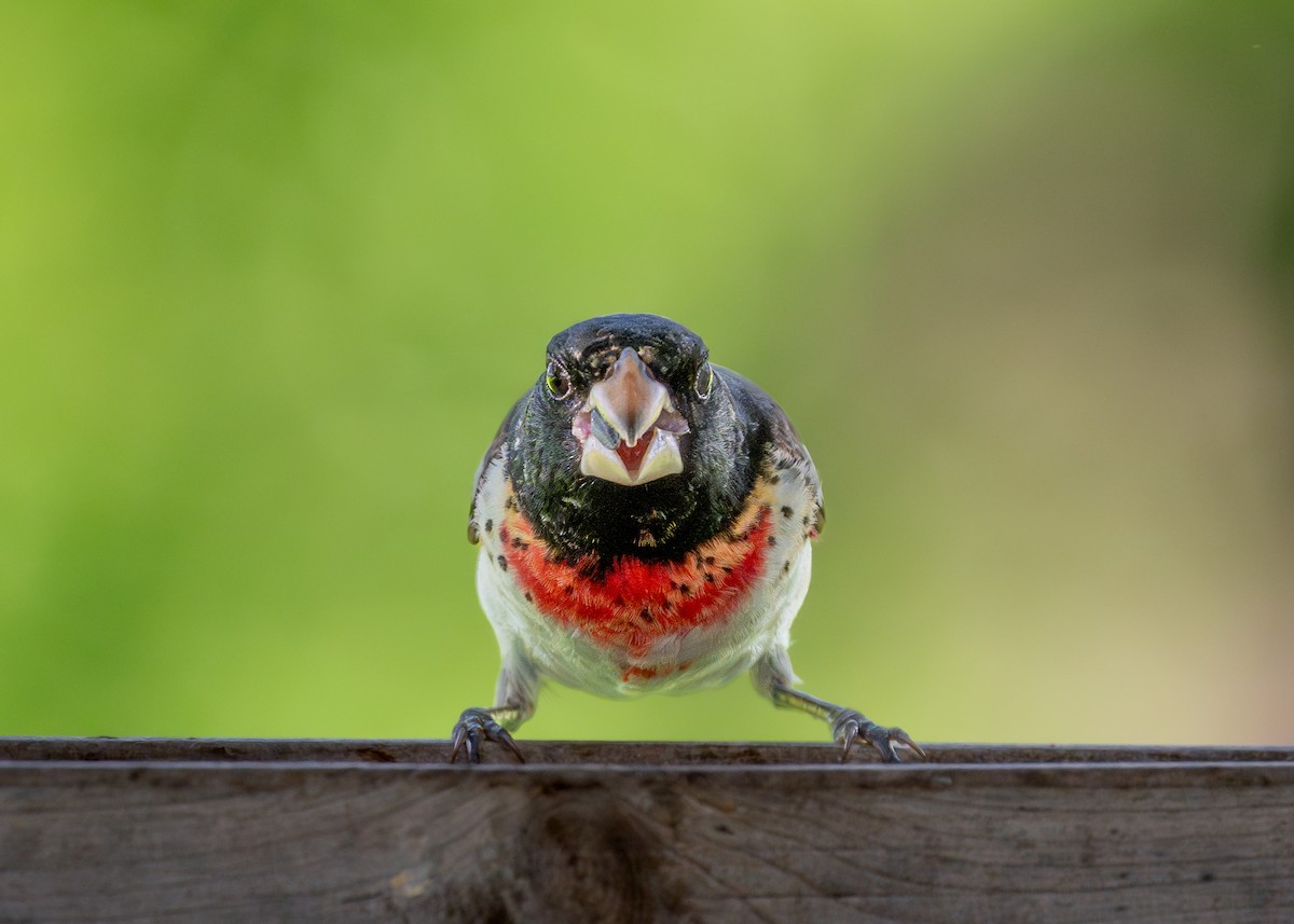 Rose-breasted Grosbeak - ML620569279