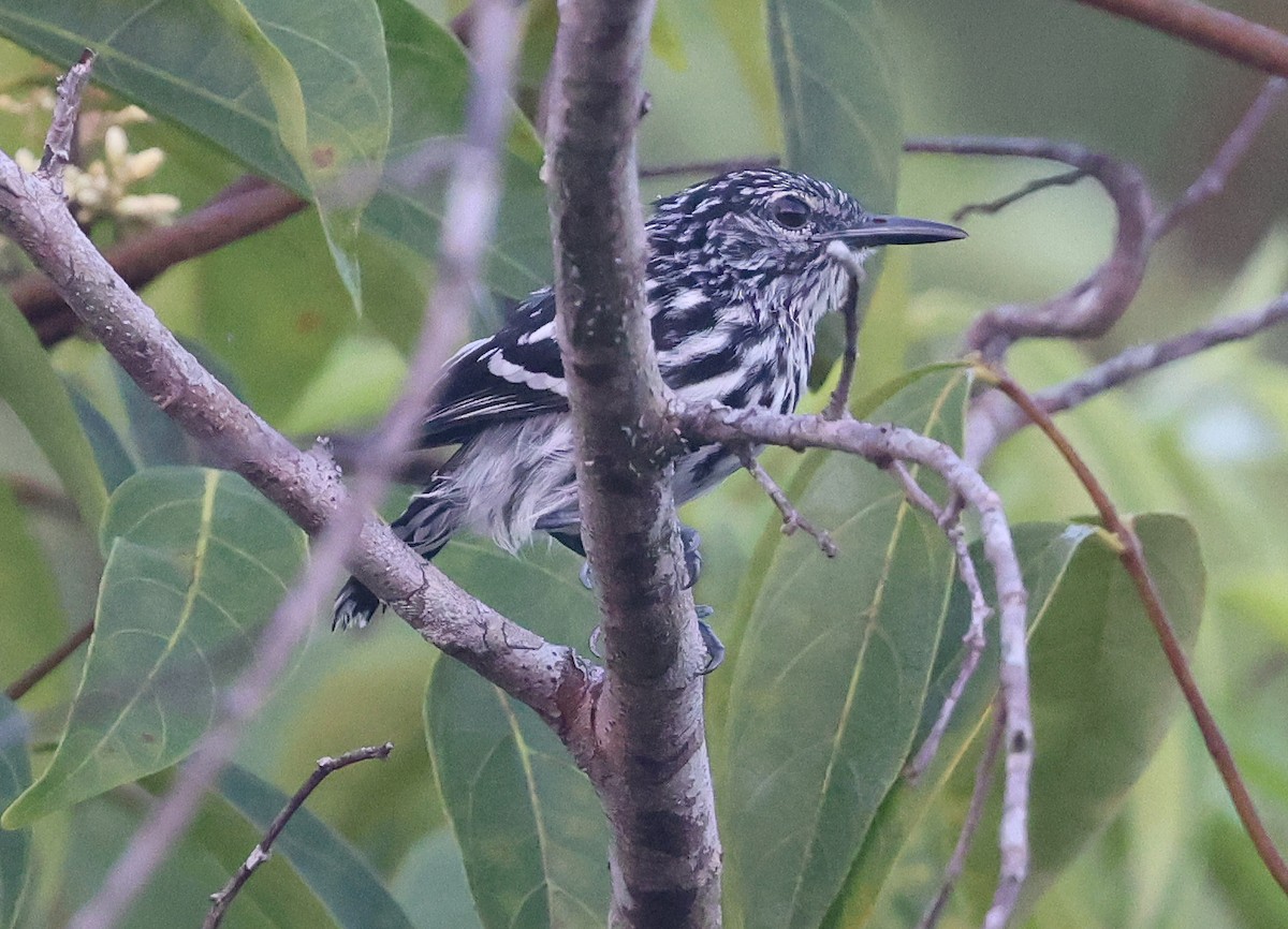 Cherrie's Antwren - ML620569280