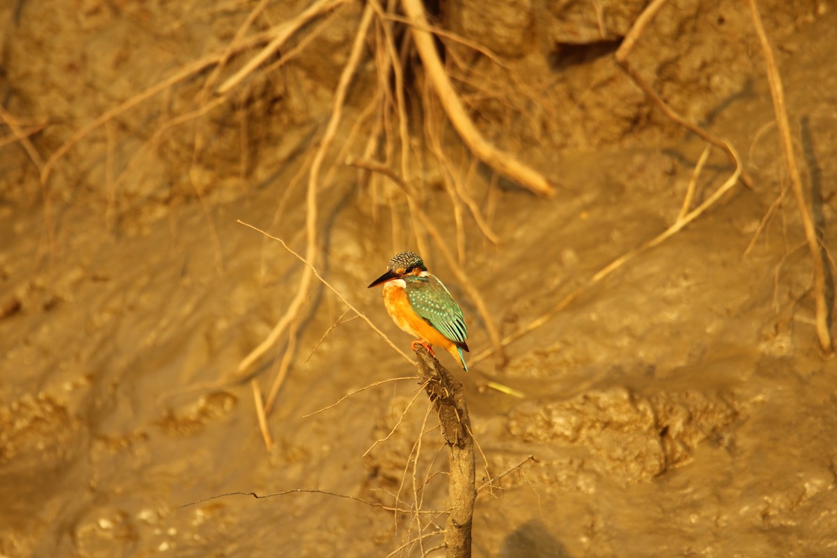 Common Kingfisher - Karthick VS